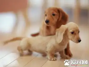 狗狗的智商排名大全试看你家狗狗智商排名
