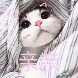 可爱猫咪表情包搞笑文字头像
