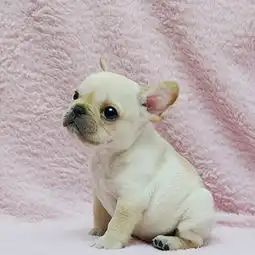 疫苗全包健康纯种法斗法国斗牛犬终身售后全国空运终身售后

