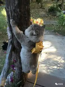 泰国萌猫爱背铆钉包网上拥有3万粉丝