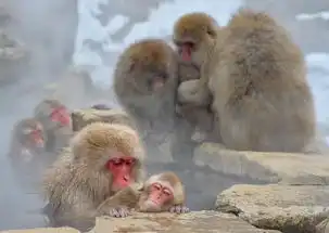 日本长野地狱谷雪猴子泡温泉成人气景点
