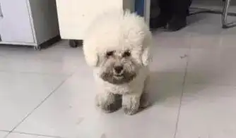 比熊犬滚泥坑回来一脸认错伤心的表情,得到主人原谅后,它却这样
