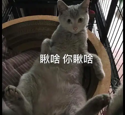 网友以为捡了只英短,养了几天发现它掉色了,医生它该洗澡了