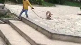 林克搞笑沙雕图集22
