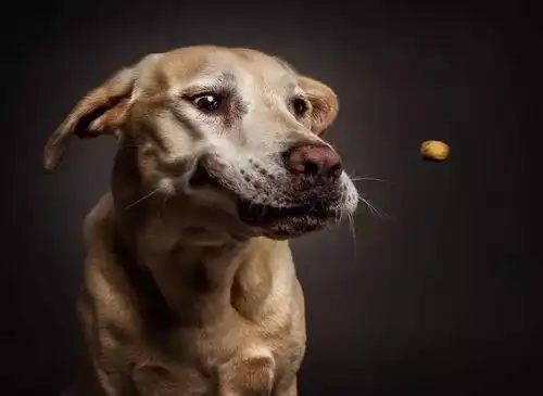 如果你心中有爱,镜头下的狗狗会是这样的
