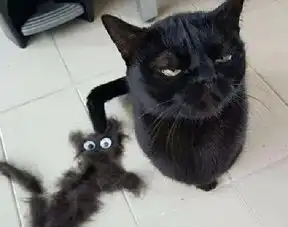 主人给猫咪堆了个同类,但是看猫咪表情,好像不是很喜欢啊
