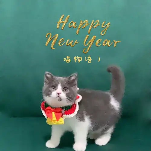 英短银渐层和蓝白找新家