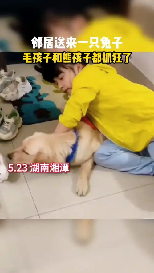 邻居送来一只兔子,毛孩子和熊孩子都抓狂了今日份可爱萌宠搞笑
