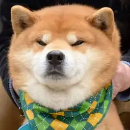 世上表情最丰富的柴犬没有人能抵挡它的可爱