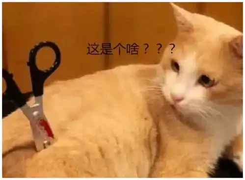 女子下班回到家,发现猫咪身上插着剪刀,走近一看让她哭笑不得
