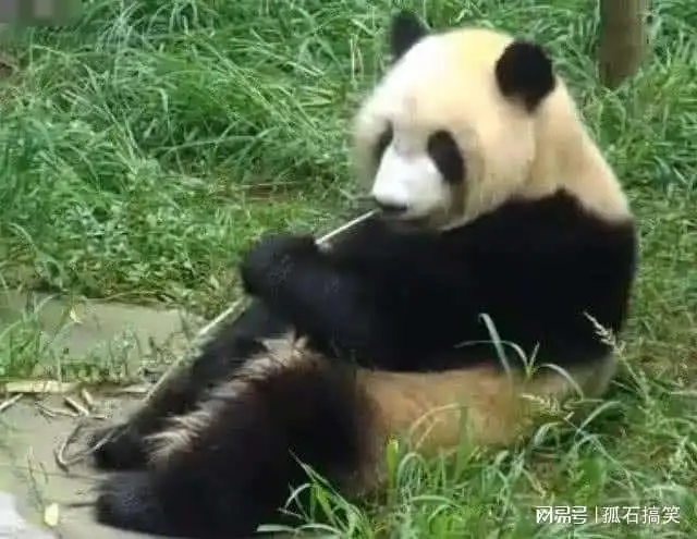 水管意外打到熊猫,越想越气跟它死磕,镜头记录全部搞笑过程
