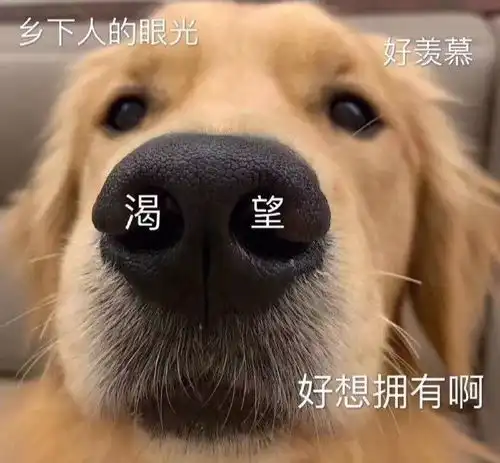 小可爱的表情包