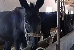 肉驴种驴图片,肉驴种驴高清图片嘉祥县中旺养殖场,中国制造网
