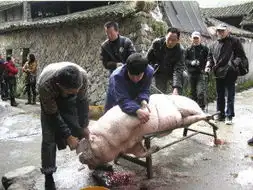 陡门村拼猪行好吃好玩有看头
