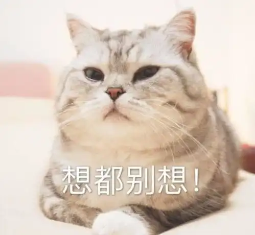 猫砂选择也有讲究用错猫砂家里甲醛飞满天,人宠都要出问题
