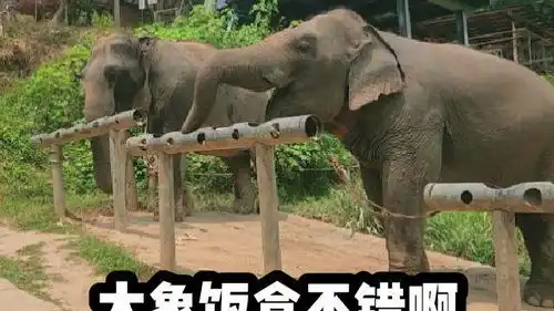 大象都是这样吃东西的搞笑配音动物搞笑配音

