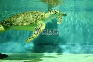 水中的海龟商用正版图片下载图片id1859534动物世界正版图片
