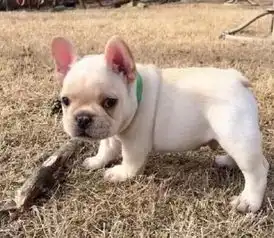 纯种奶白奶油虎斑和黑色花色法国斗牛犬包健康
