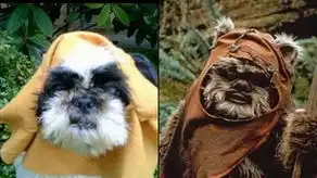 趣图搞笑狗狗cosplay
