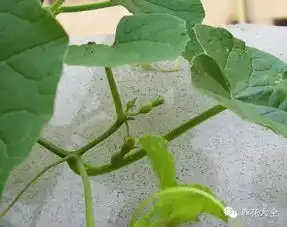 100种常见花卉的播种栽培大全,送给爱养花的你
