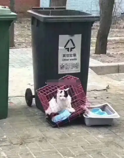回家过年,不是你弃养宠物的借口
