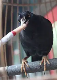盘点全球搞笑动物猴子抽烟酷劲十足自然地理

