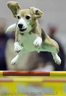 飞天神犬再度现身
