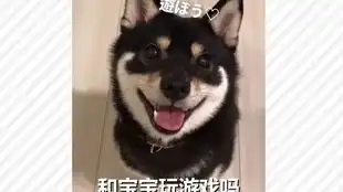 你怎么这样了还是我的汪酱吗
