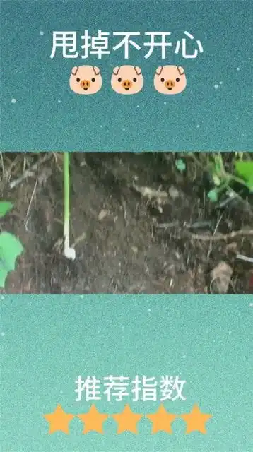 上山挖药材发现的,在地底的人参你见过吗,这次真没白来