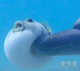河豚再碰我就生气了什么梗河豚再碰我就生气了表情包爱秀美