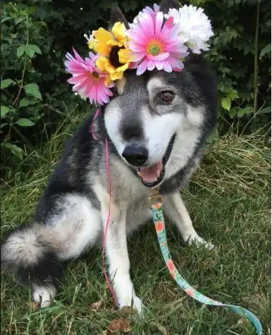 爱犬患鼻癌只能活一月,主人替狗女儿实现生前遗愿让人泪崩
