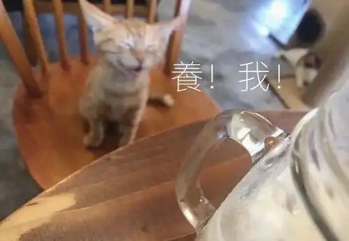 超级领养去饭店被小橘猫碰瓷,网友想求老公把小猫带回家,竟用了这么一招...
