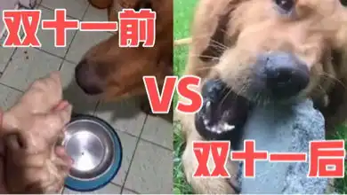 爆笑视频双十一前的我和双十一后的我,我太难了搞笑
