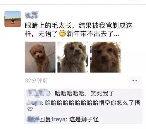 春节你烫头你打扮,狗子却成了大型搞笑翻车现场
