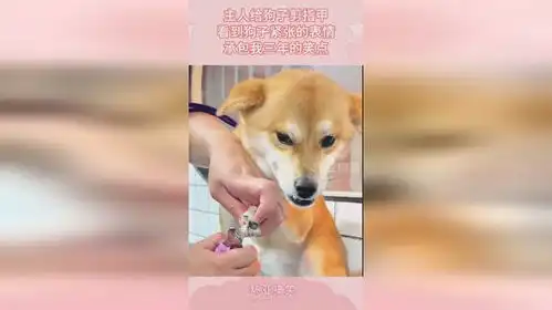 主人给狗子剪指甲,看到狗子紧张的表情,承包我三年的笑点