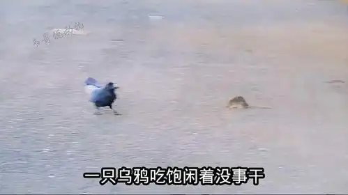 搞笑了,乌鸦把鼠哥当猴耍,鼠哥打不过逃不掉,气得直发抖
