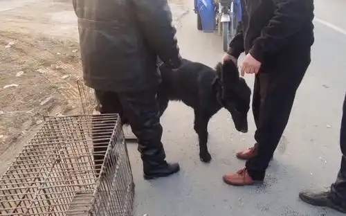 600块,温顺大黑狗在狗贩之间连续被卖3次,狗贩来上吊绳送给它

