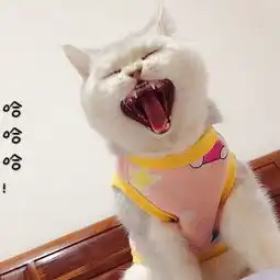英短母猫借配
