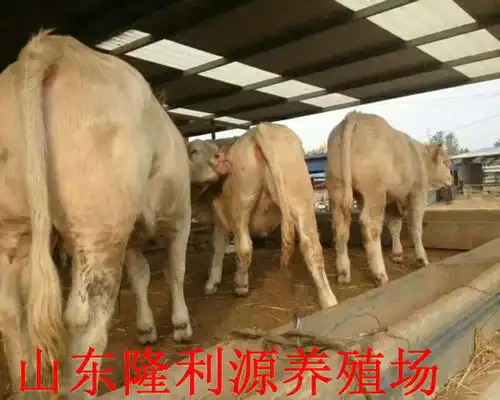 银州区白色牛犊价格