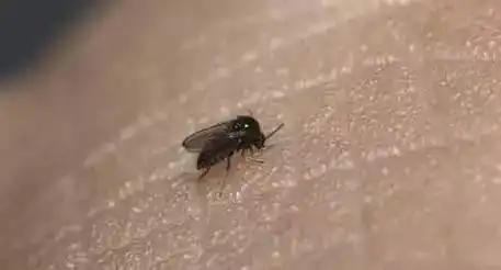 图片这种小黑点飞虫是什么虫什么名称
