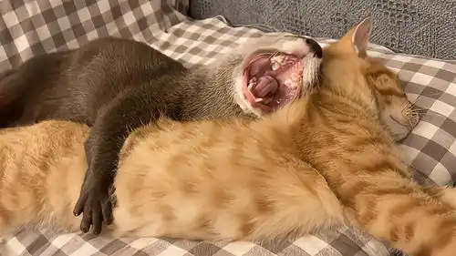 水獭非要抱着猫咪才睡觉,不然就会失眠,这画面也太搞笑了
