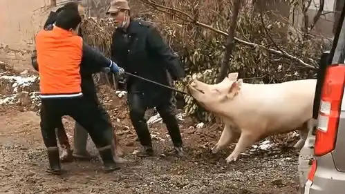 狗目睹了杀猪的全过程,看到了昔日的伙伴被宰,狗心态发生了变化
