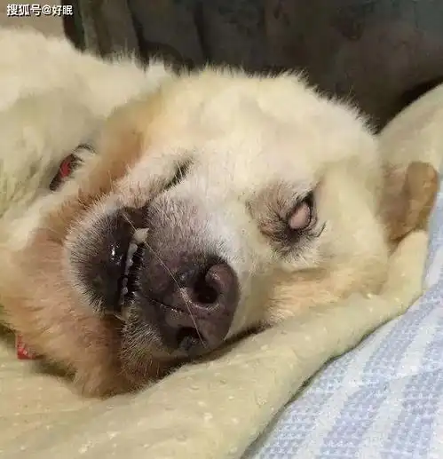 爆笑宠物睡姿大公开,网友一回家以为我的狗子头掉了
