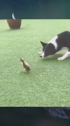 哪里搞笑,牧羊犬是天生的能力

