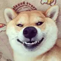 微信头像动物可爱柴犬微信头像图片大全
