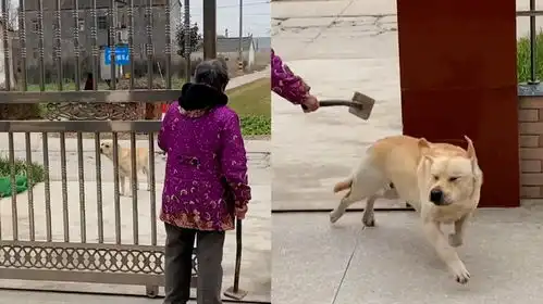 狗子溜出门玩耍不想回家,奶奶拿着锄头边喊边骂,狗子表情惹爆笑
