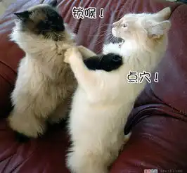 猫咪的饮食禁忌猫咪不能吃什么东西
