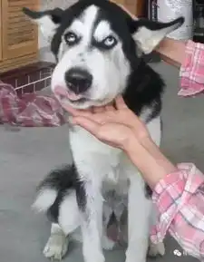 苍天啊哈士奇到底是什么妖孽

