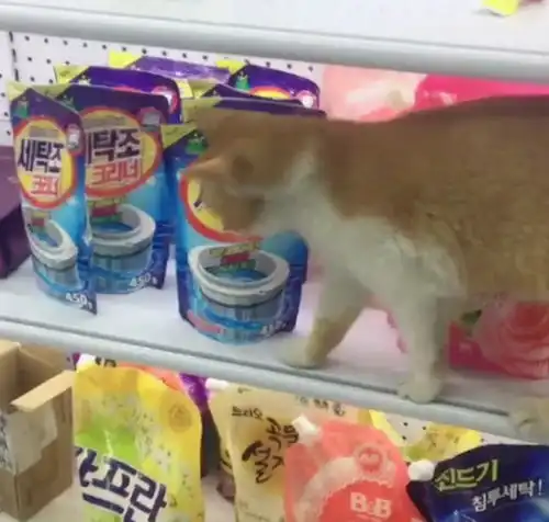 店里跑进来一只陌生猫,找好位置就躺着睡觉这块地朕征用了
