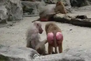 天津动物园的猴屁股为什么变红了看图片前请做好思想准备
